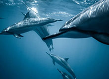 开云-女乒世界杯孙颖莎再胜伊藤 将与陈梦“终极对决”